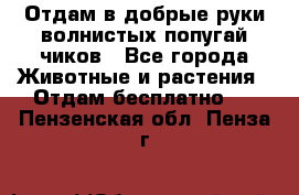 Отдам в добрые руки волнистых попугай.чиков - Все города Животные и растения » Отдам бесплатно   . Пензенская обл.,Пенза г.